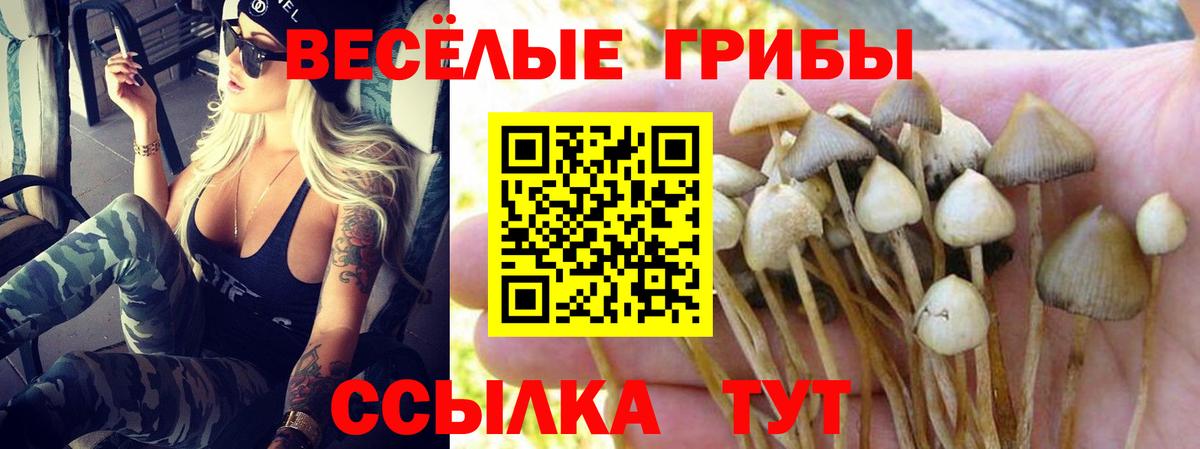 Псилоцибиновые грибы Psilocybe Удомля